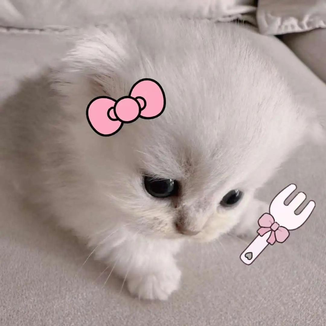 小猫说爱我