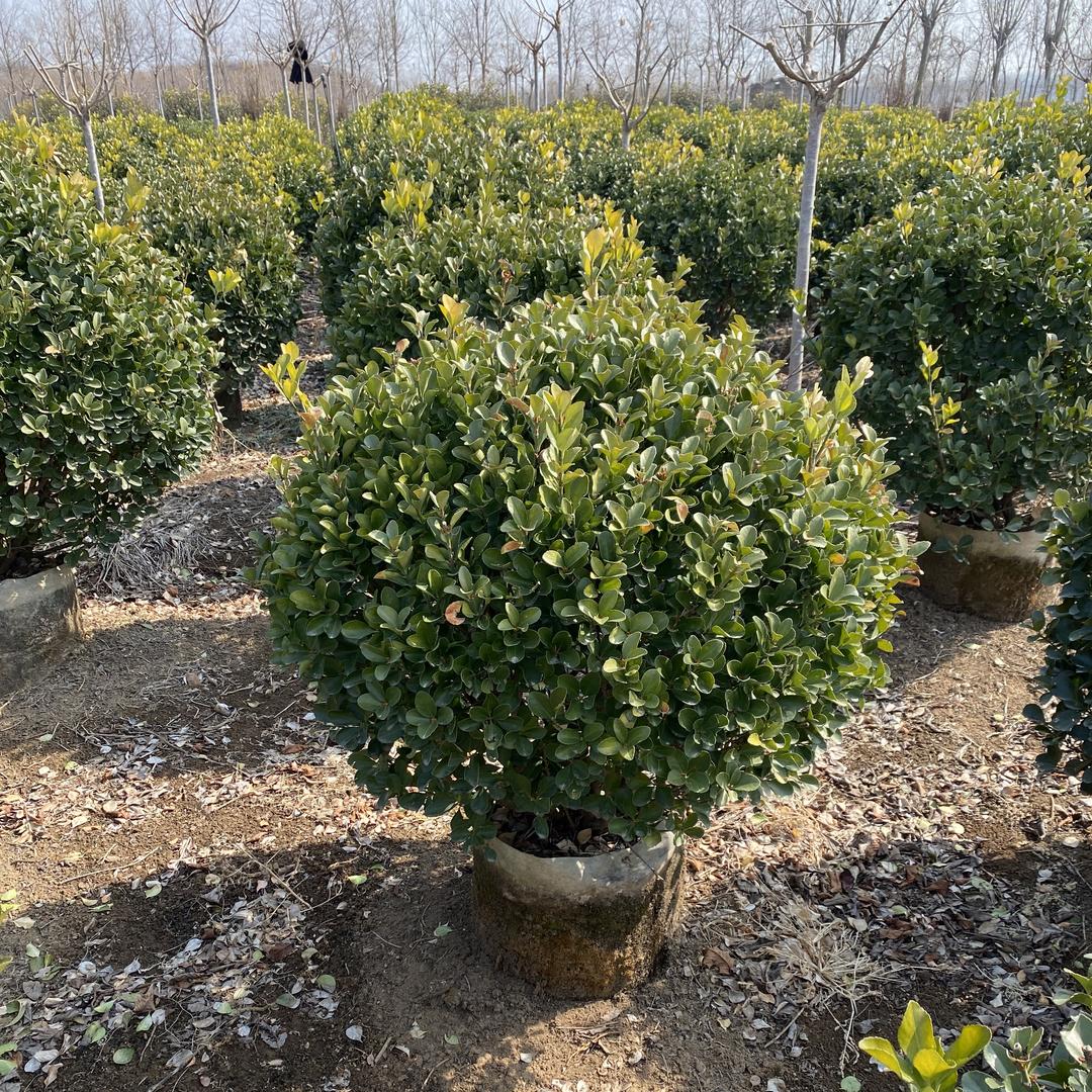 自然苗木优选店