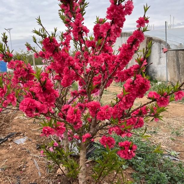 山东圣哲果树花卉苗木