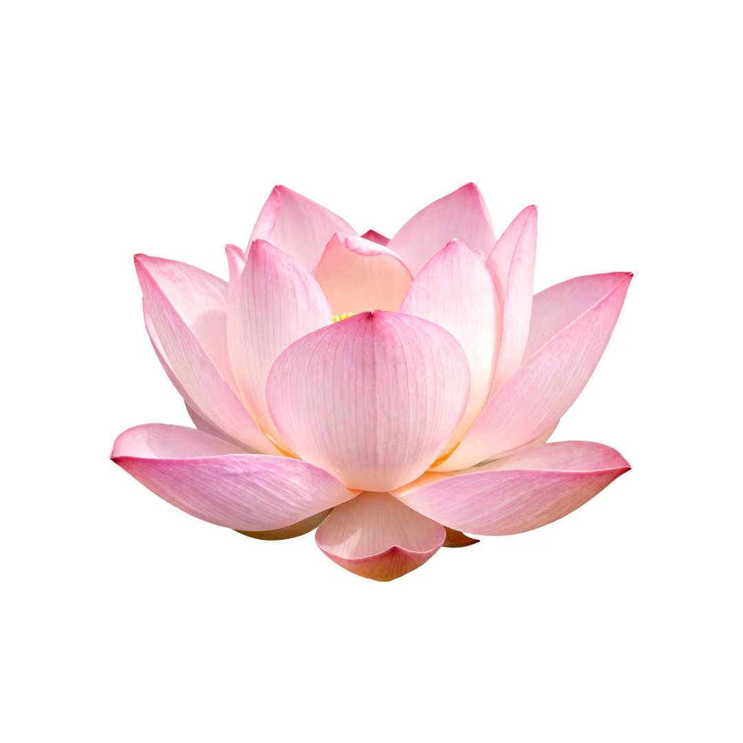 夹心儿_