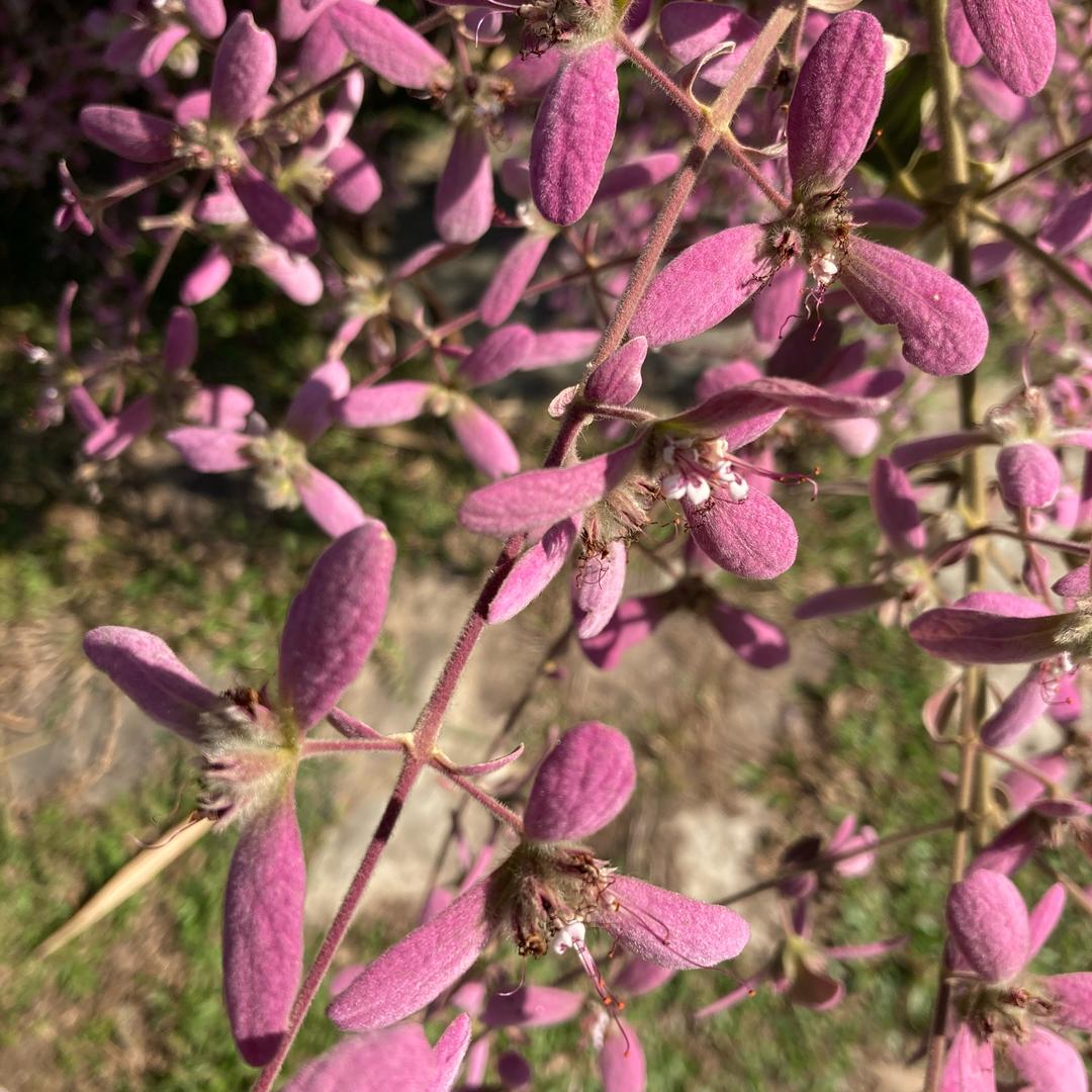 小怪（SLE）