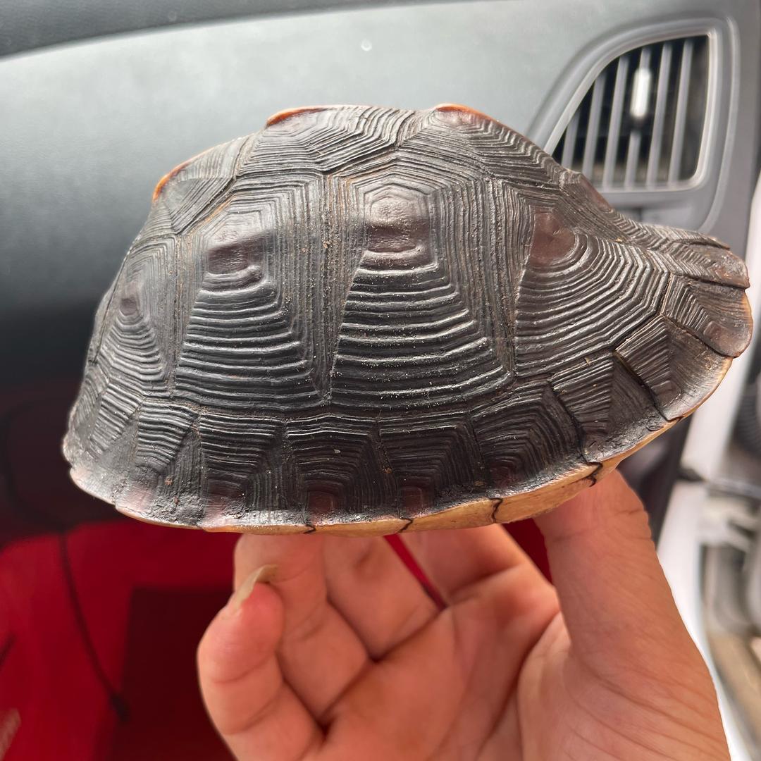 兜里有糖不需要别人给