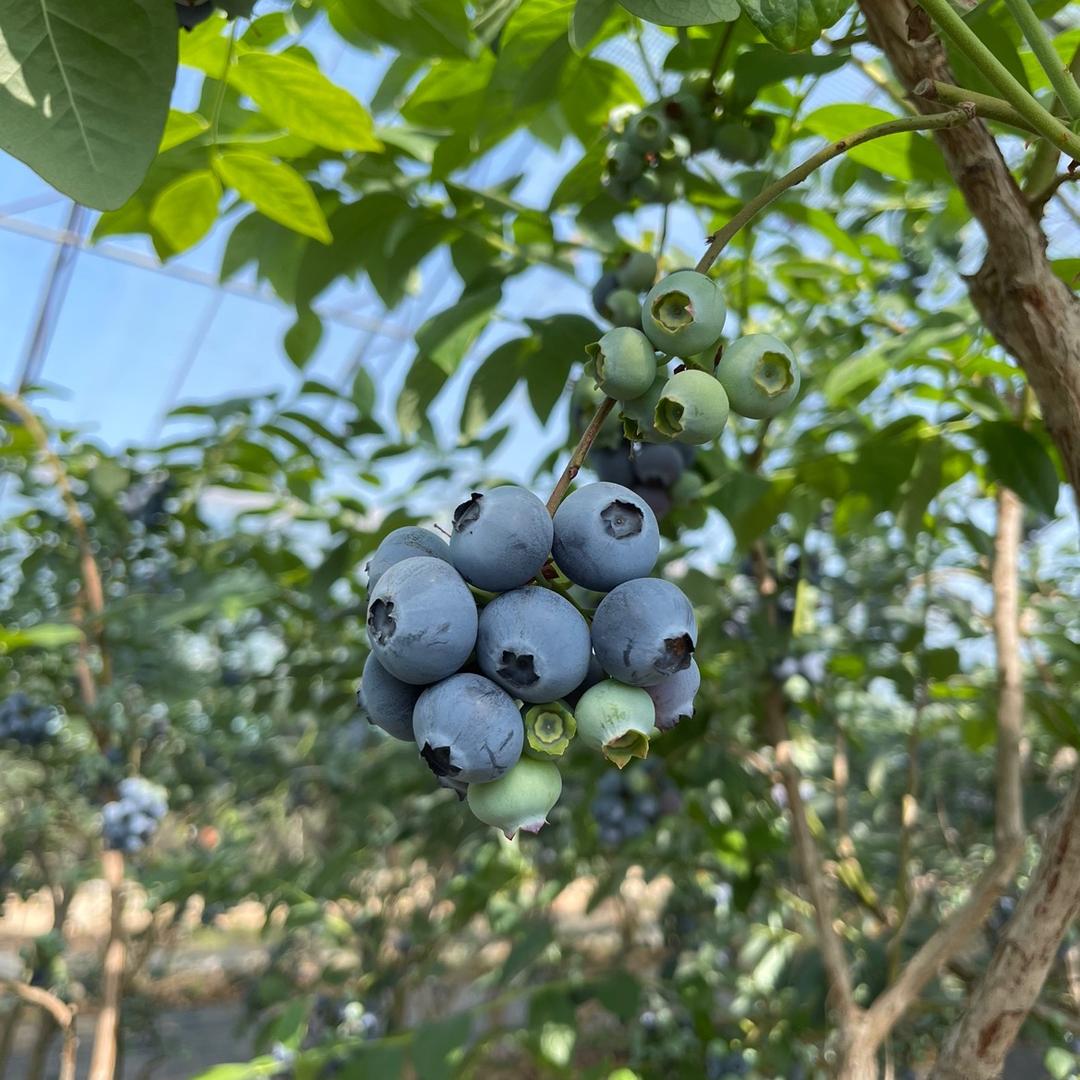 小两口家的蓝莓