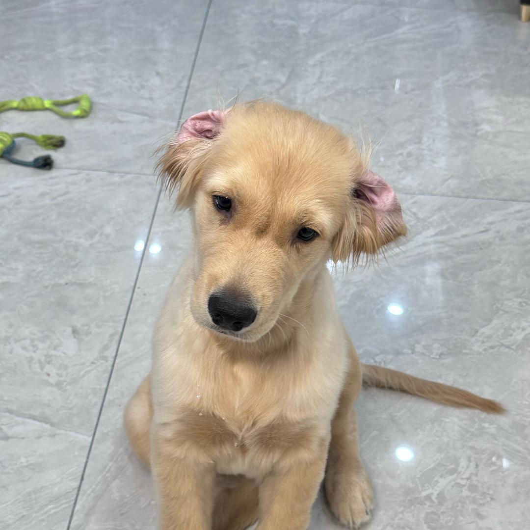 金毛六六（8个月）