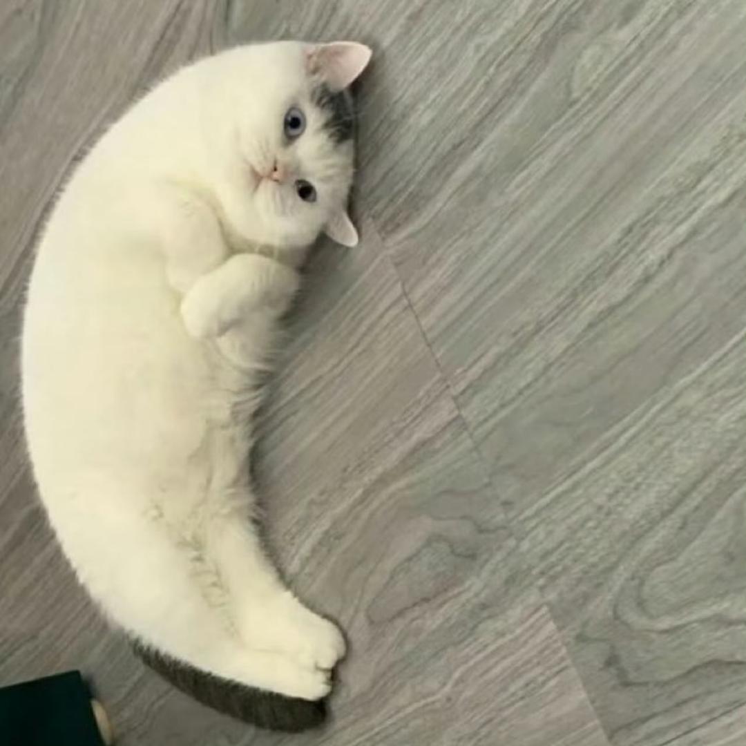 脆鲨鲨