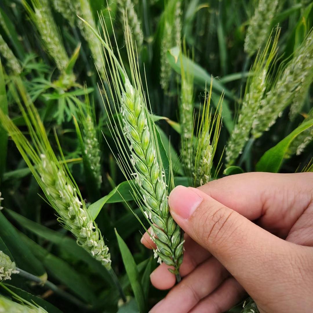 专业种植水果蔬菜