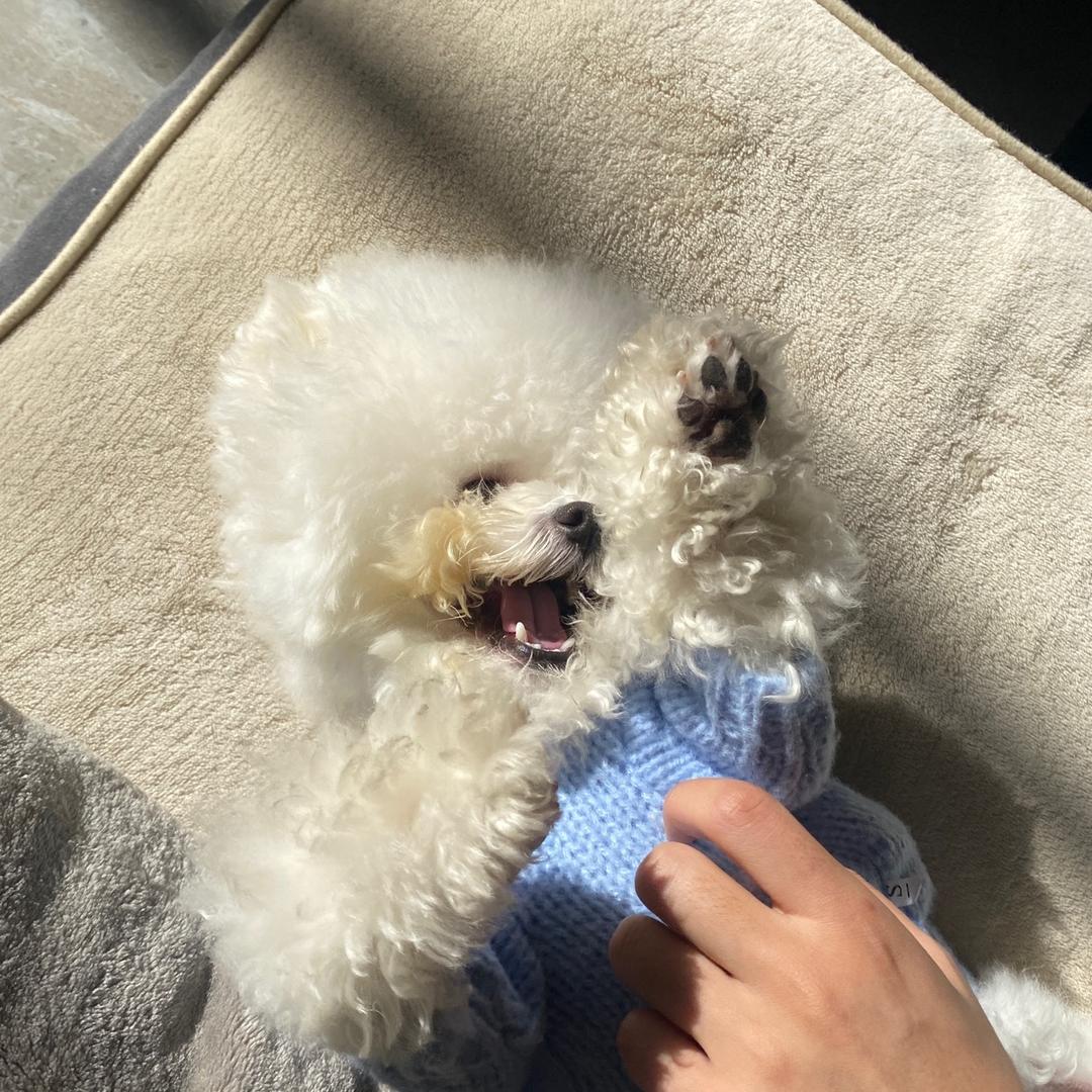 可乐是比熊吖🍧