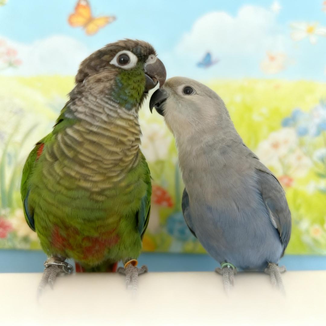 翠果小六的宅家日记