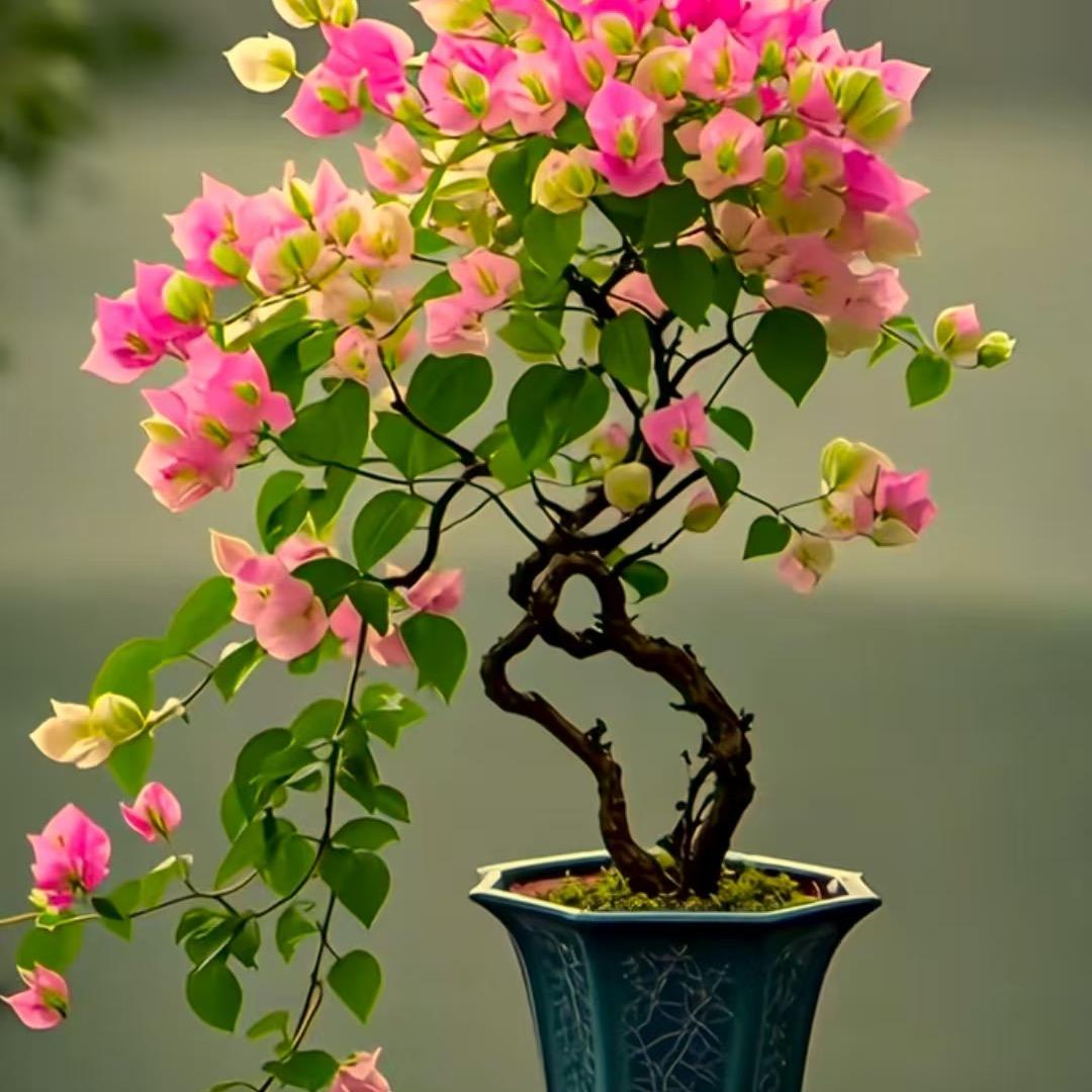🌹一花一世界🌹