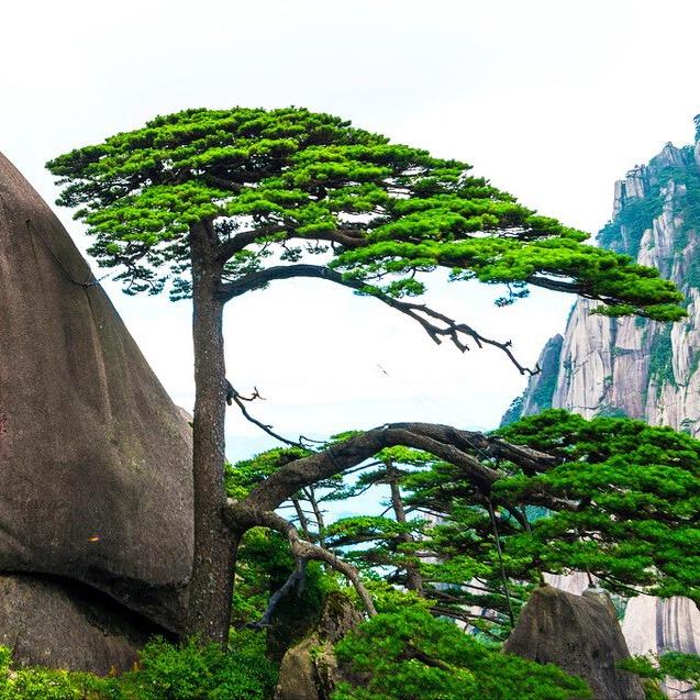 泰山大表哥景观松