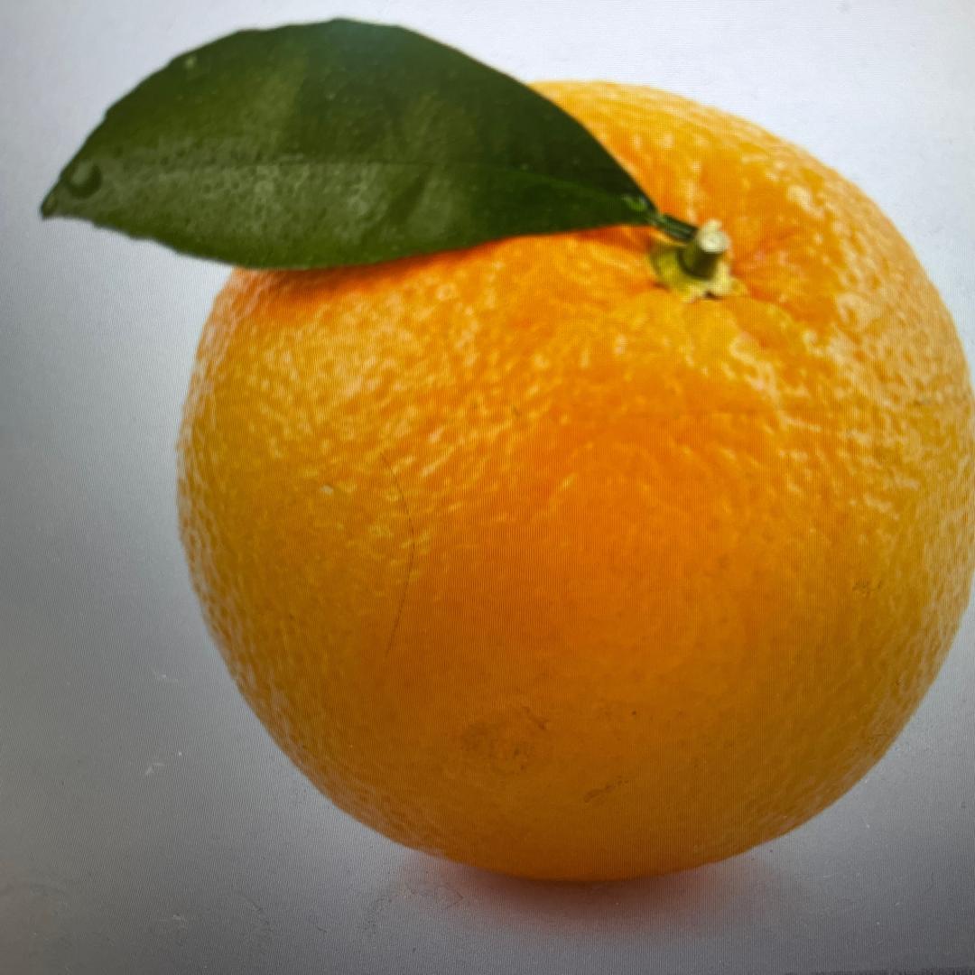 一颗v1橙子