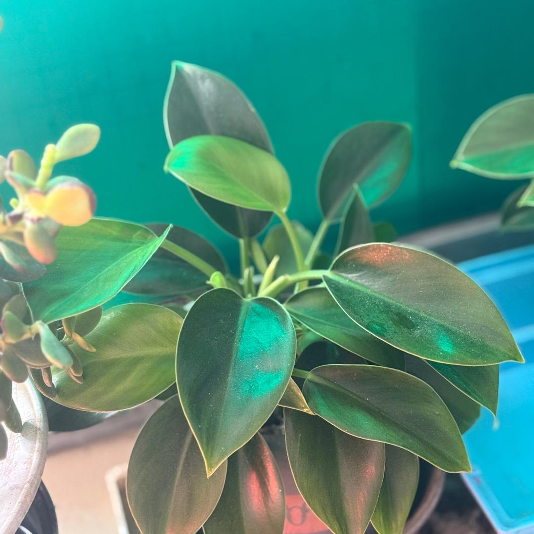 🦚H🌍U慶峰❤️‍🔥