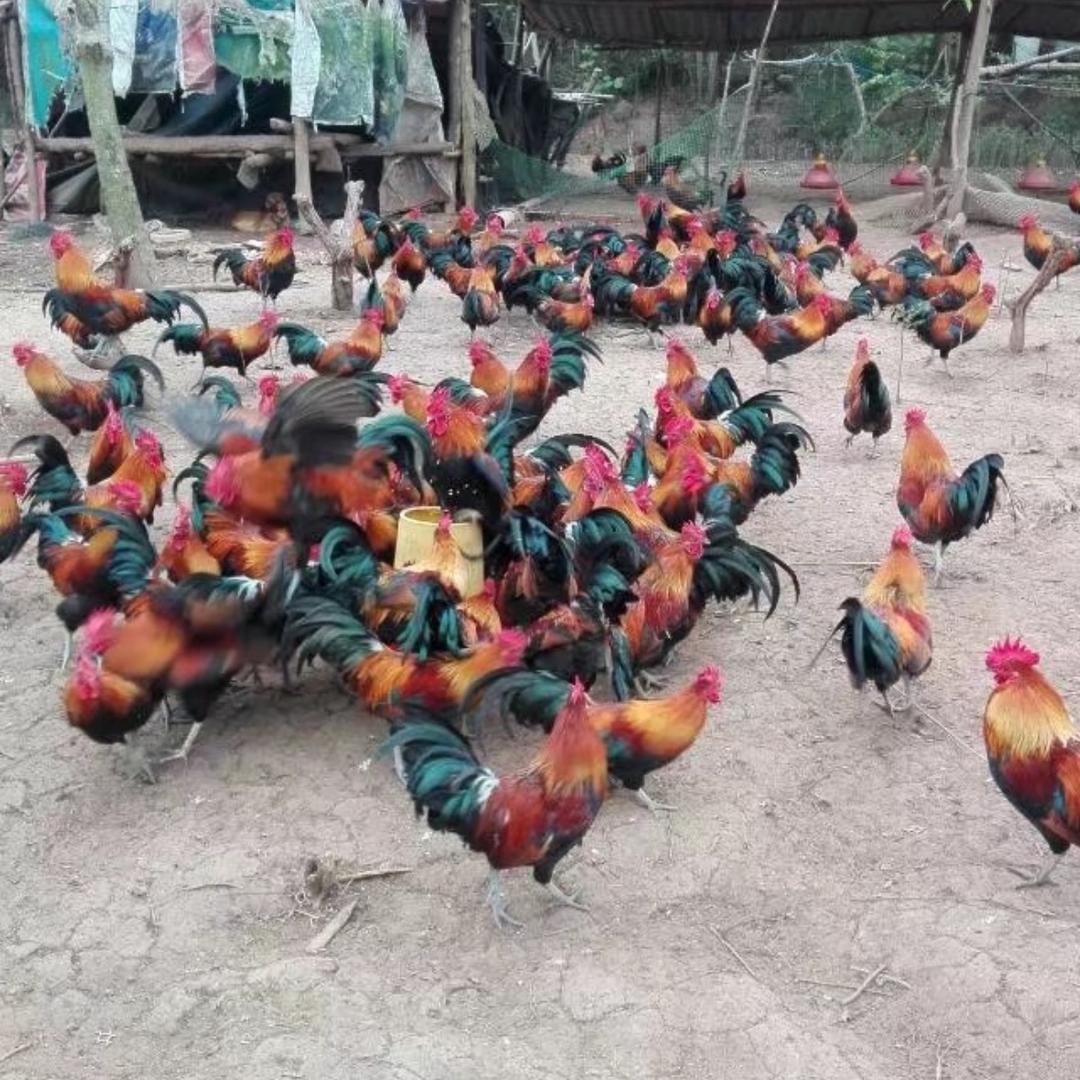 养了16年鸡的小段