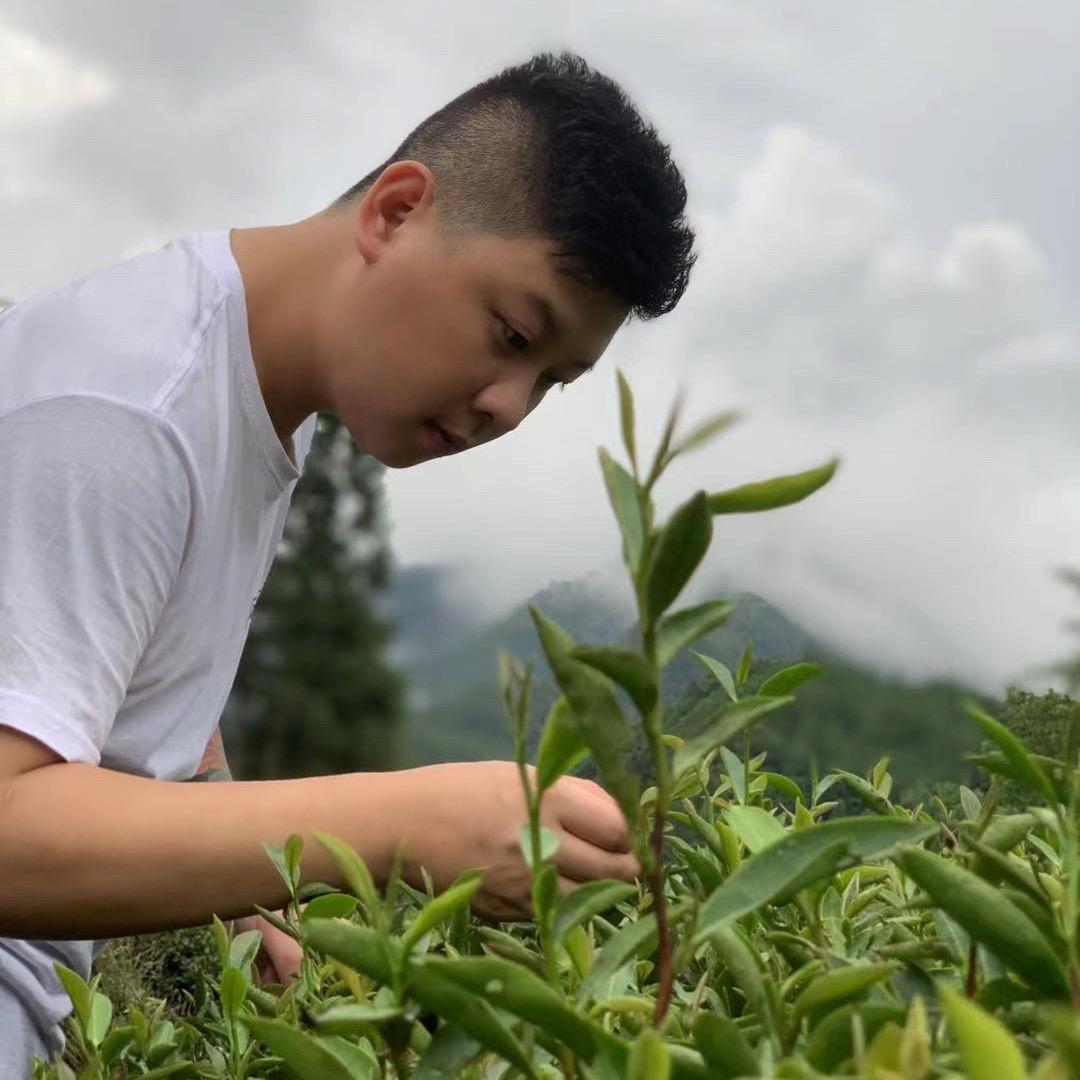阿蕊家的茶