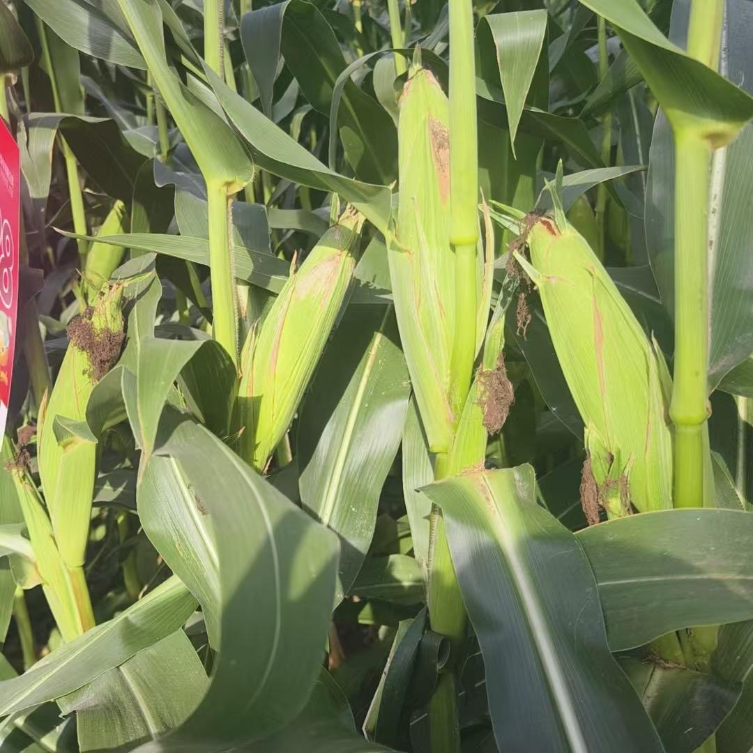 靠谱农资·小苏