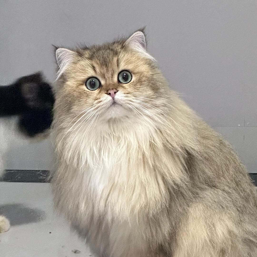 软毛绒🐳 「大米是只流浪喵」