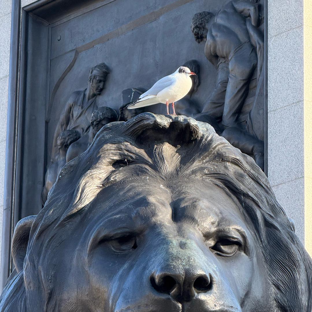 忧郁的香辣鳗鱼