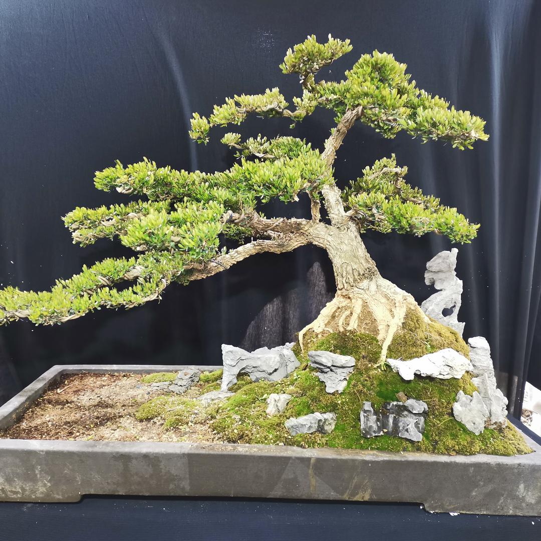 许许盆景