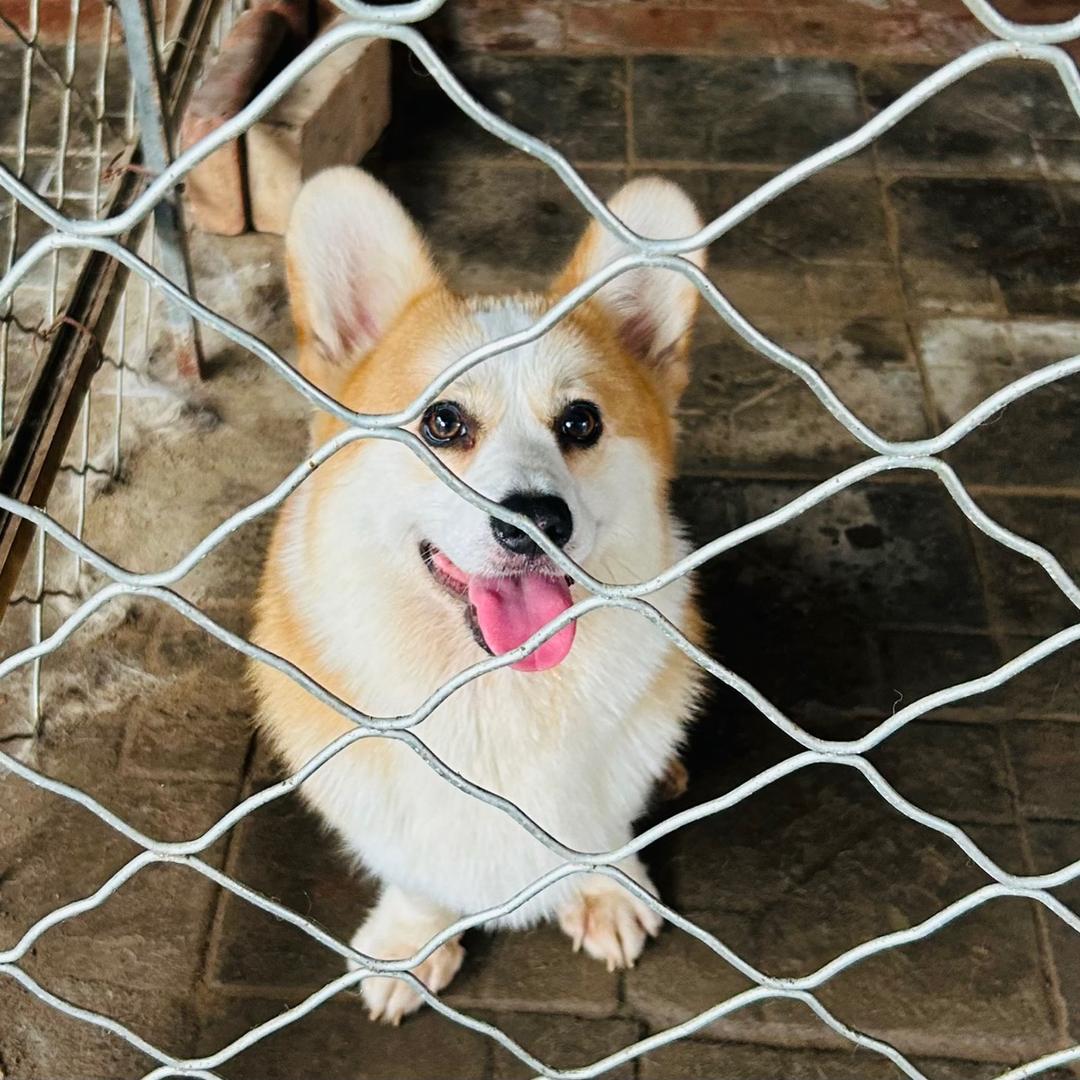 大海柯基犬舍