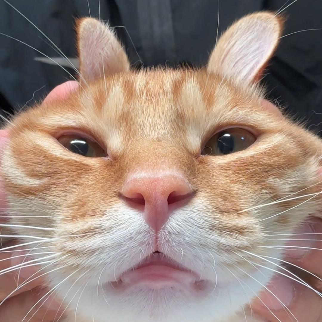 小猫炒鱼