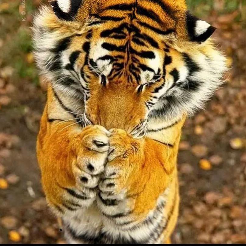 可能这就是苟吧