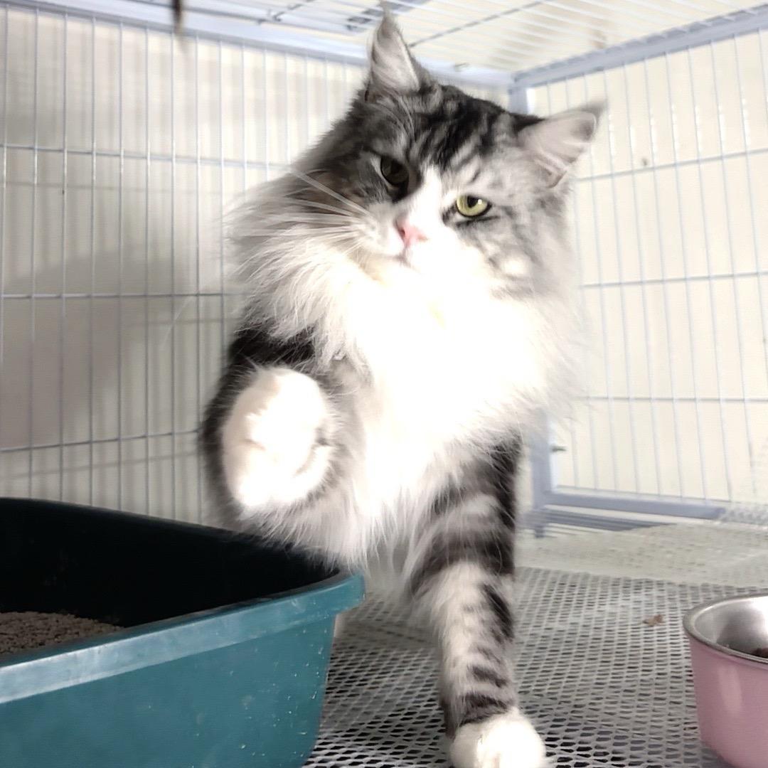 🐾✨招财喵の幼崽库✨🐾