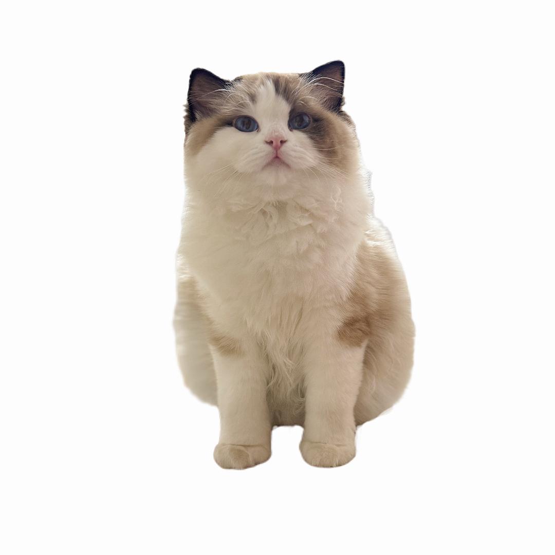 呆胶布小王