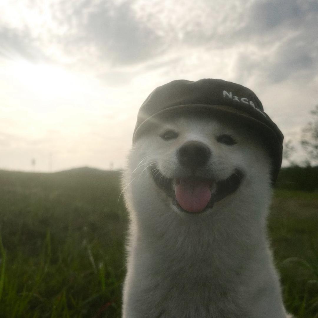 苹什猫