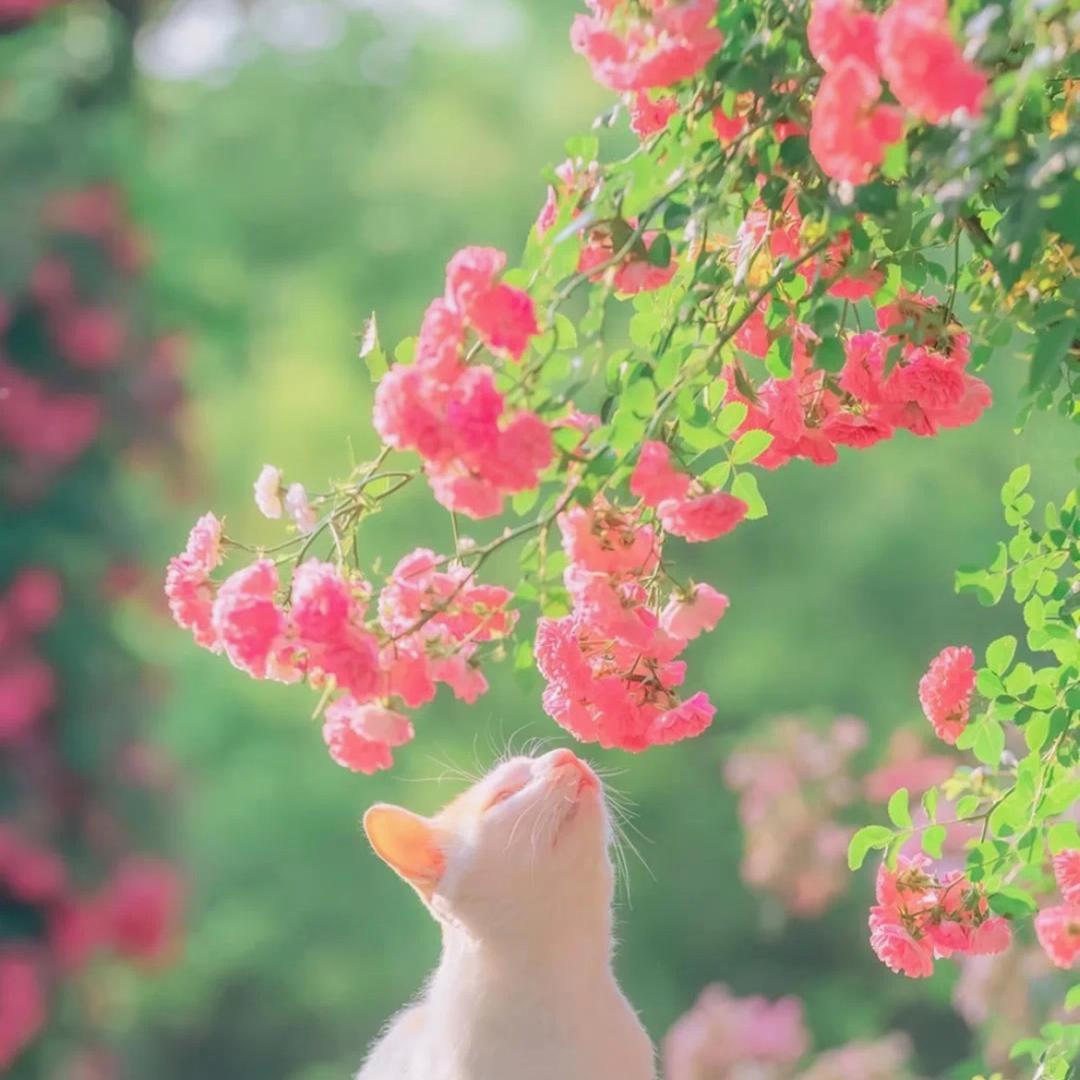 🫧裠摆摆💫