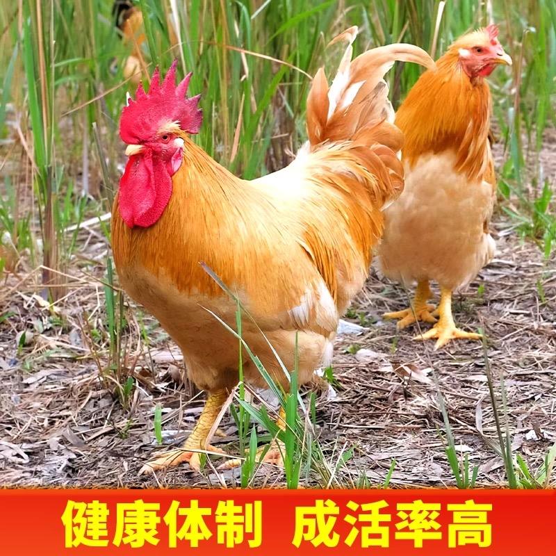 禾锦牧场
