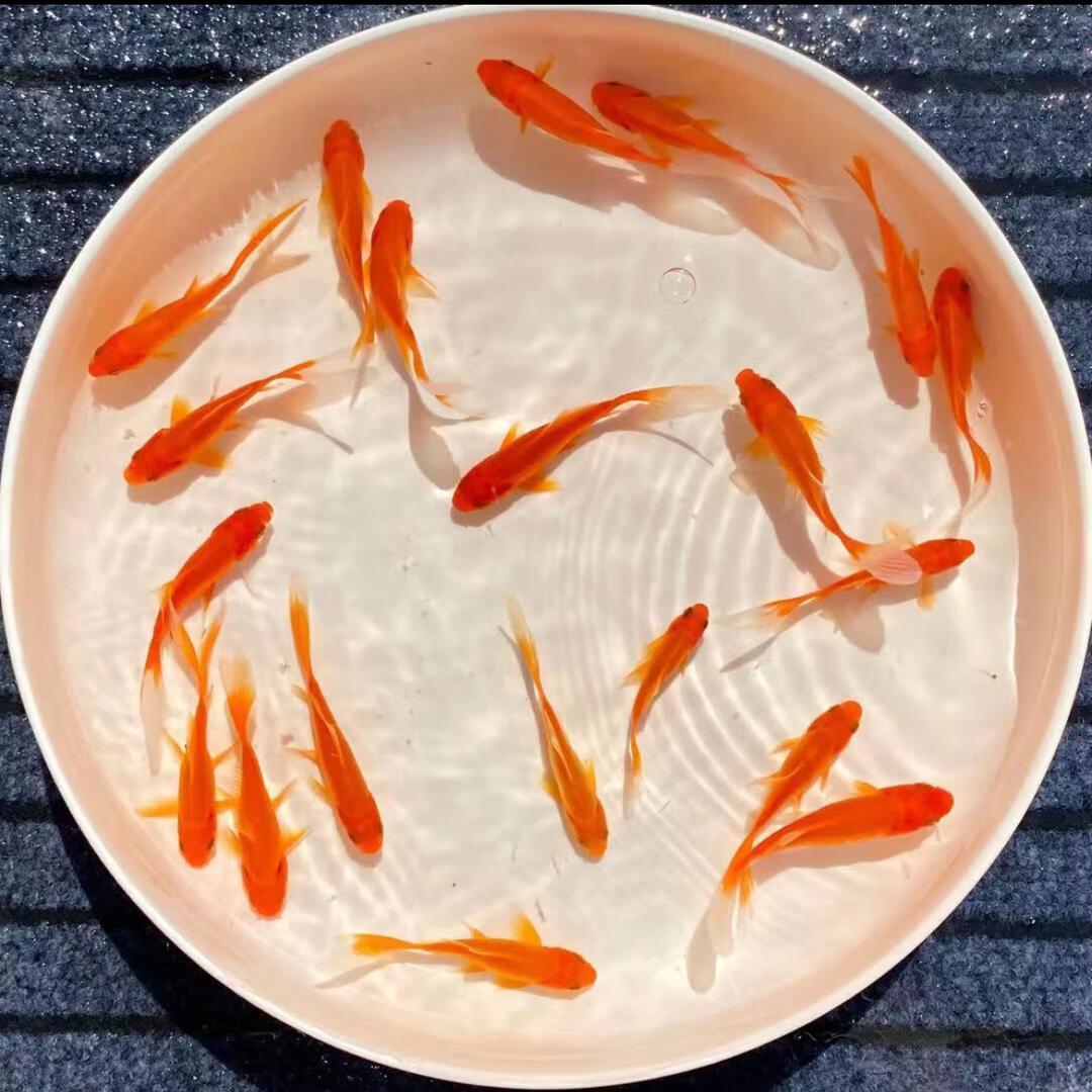 青龙水族