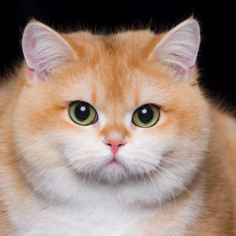 祥麟猫苑宠物用品