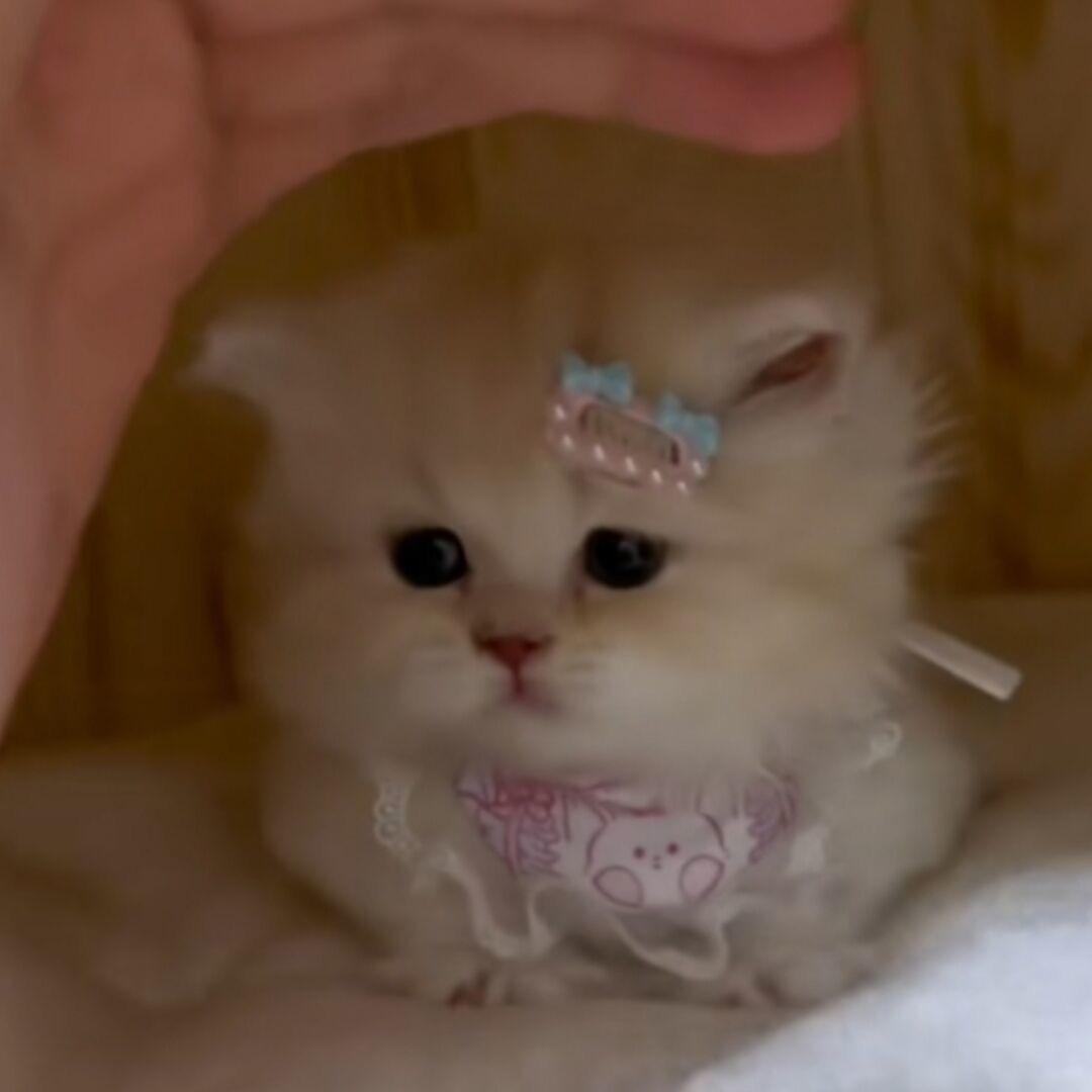 猫子