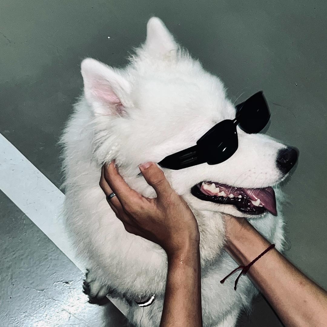 栖于光