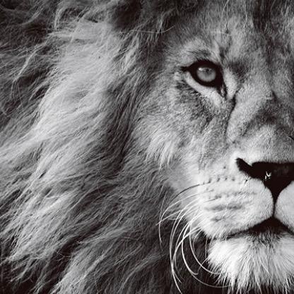 爱喝点儿的 托尼 …