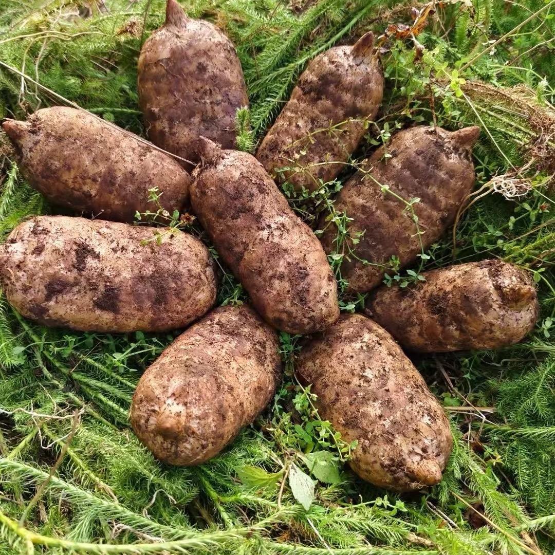 田园梦工场百晓天麻