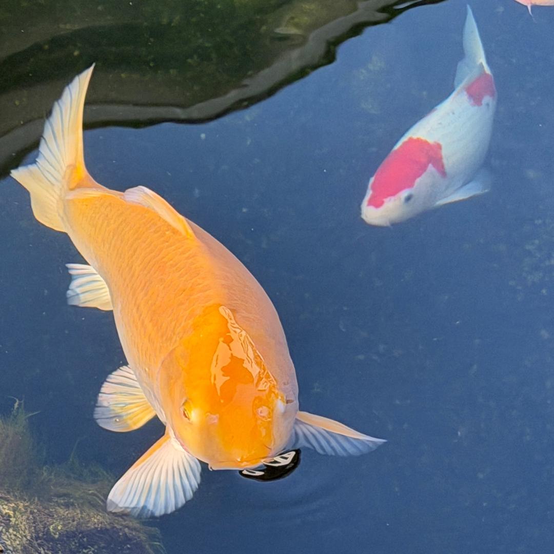 心想是小陈女士