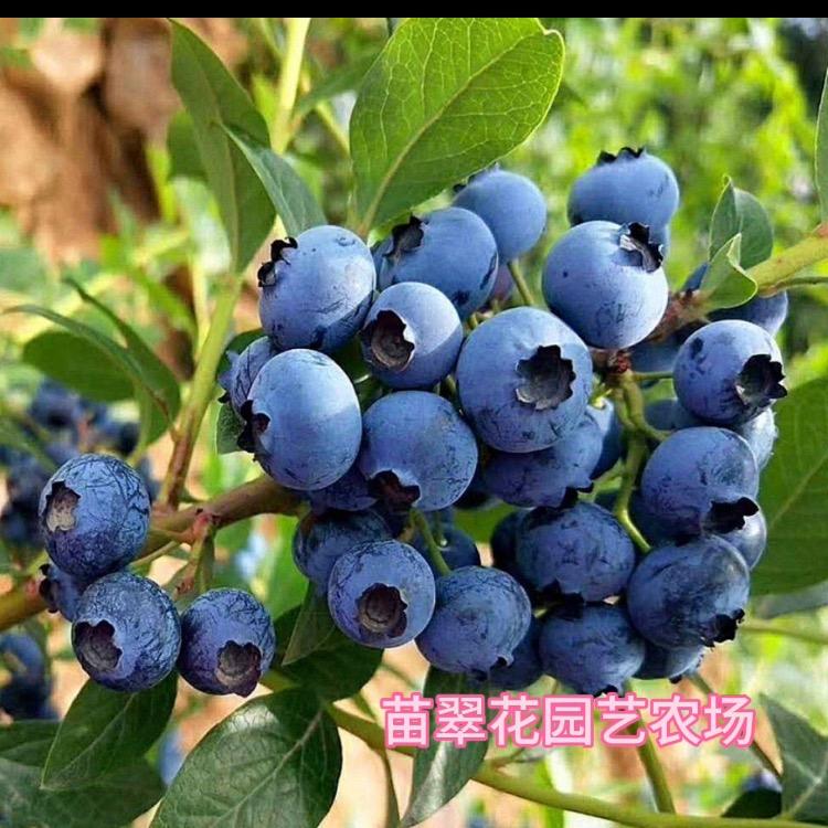 金鑫蓝莓专场