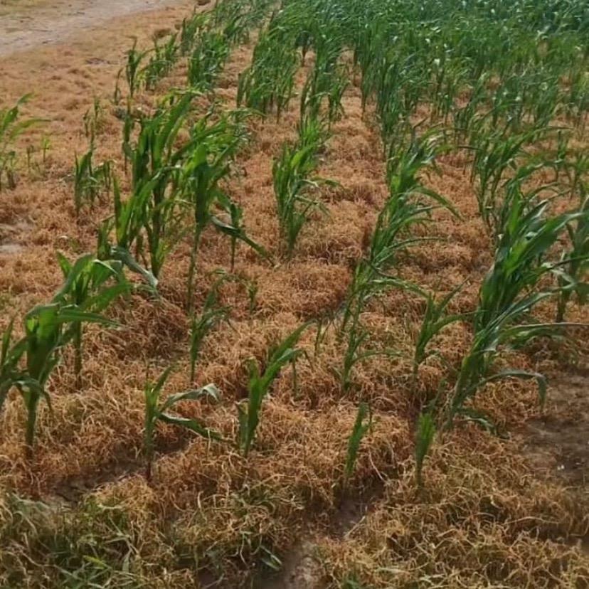 除草先锋