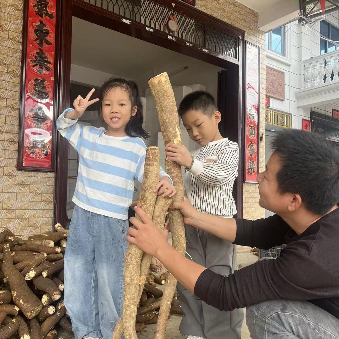 老表回村吧（供应黄肉木薯）