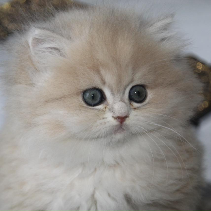 喵炸炸🐱金渐层，蓝金，