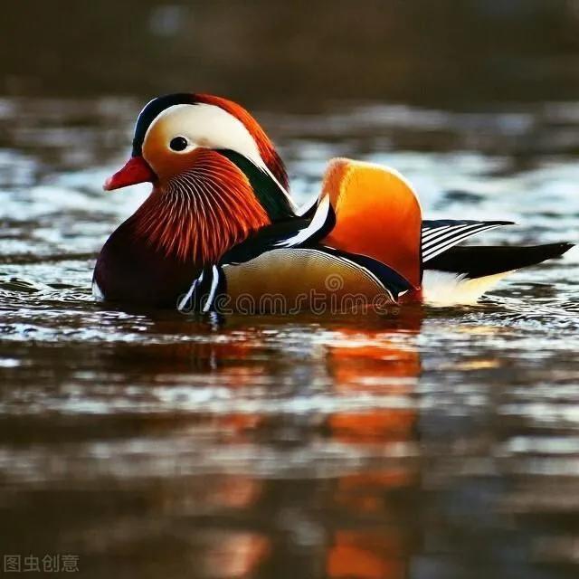 亘霞大种狮头优品馆二号