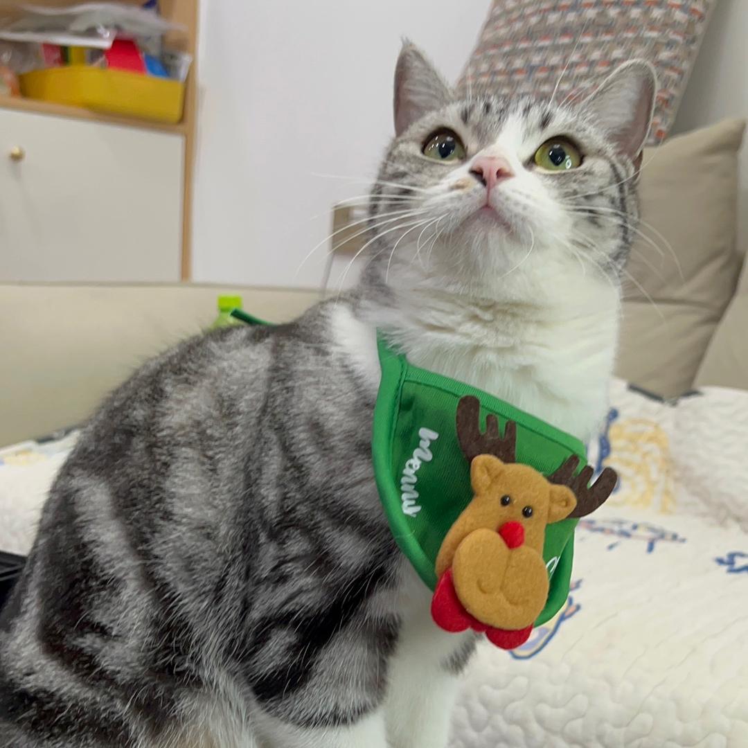 离谱是只起司猫