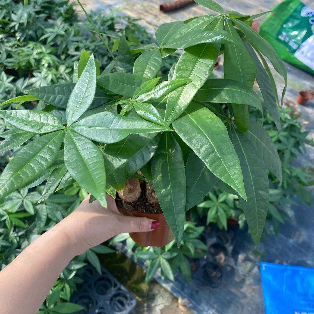 添美园艺