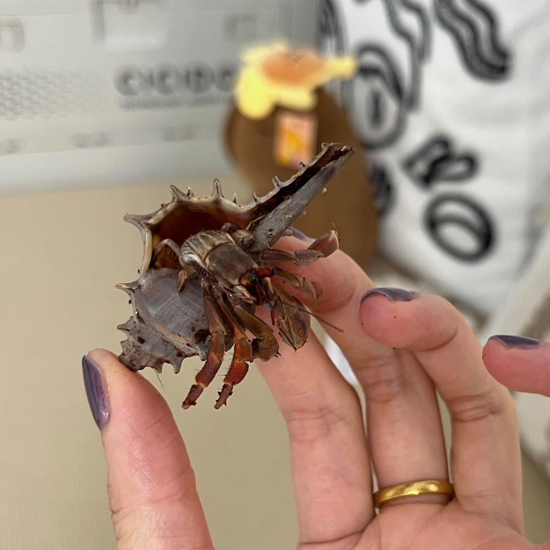 ⁰͈꒨⁰͈哇哦~蟹蟹🦀