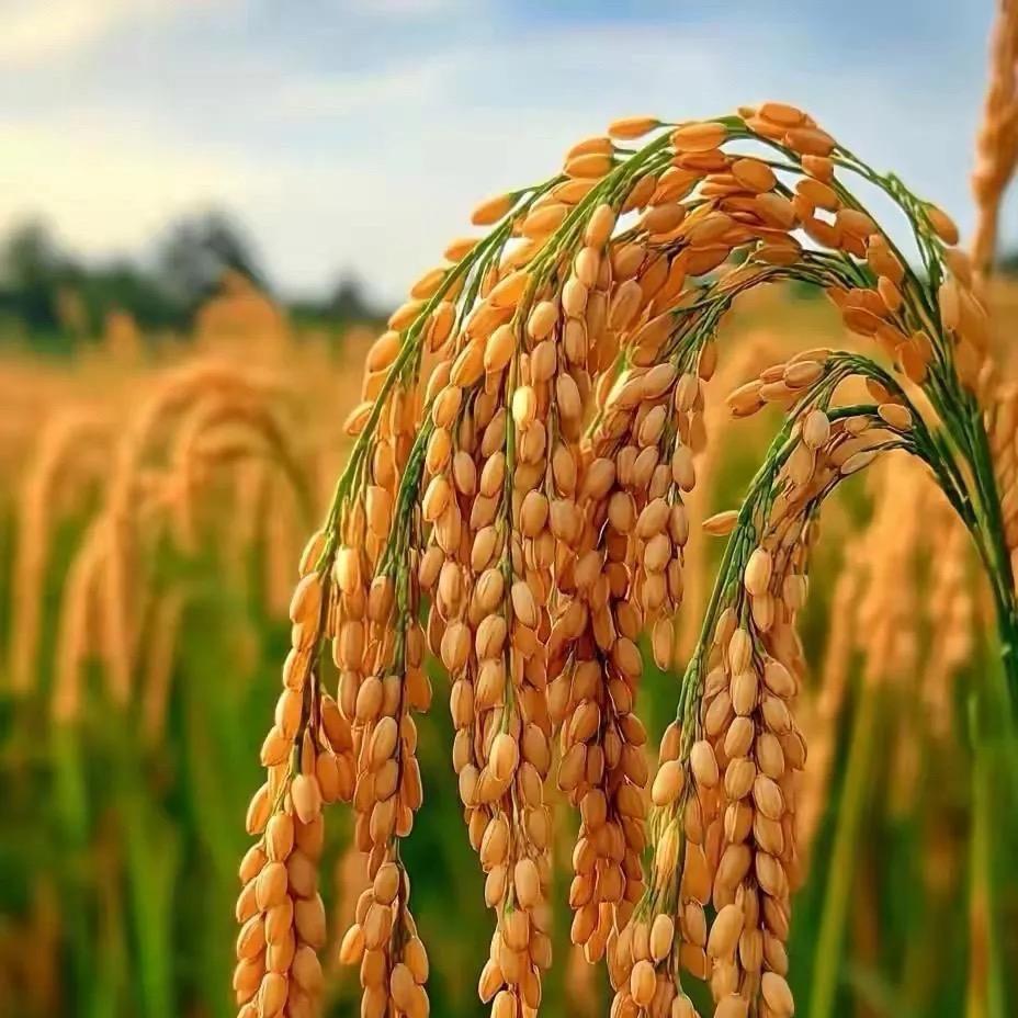 麦穗