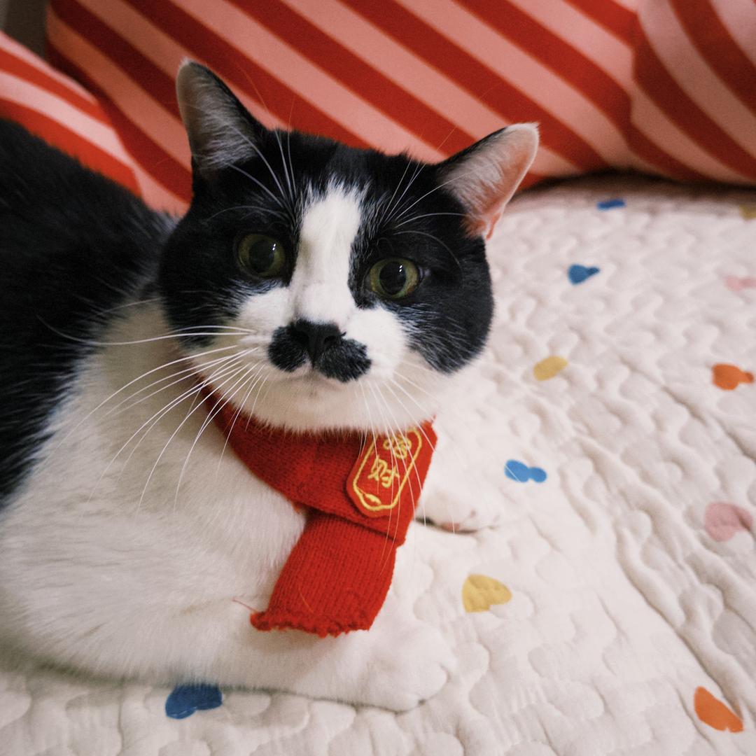 卓大王和小六一