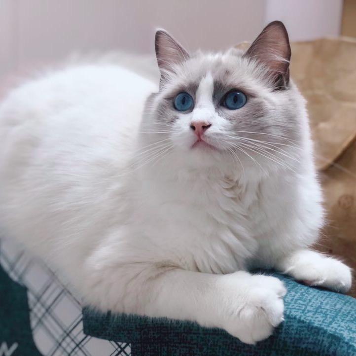 请叫我猫医生