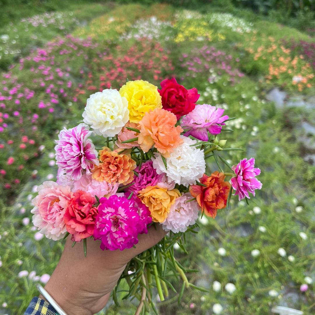 🌸阿刁