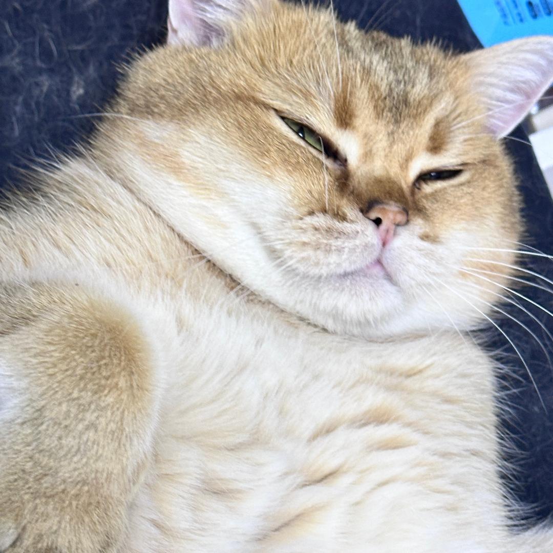 万一与喵咪的日常